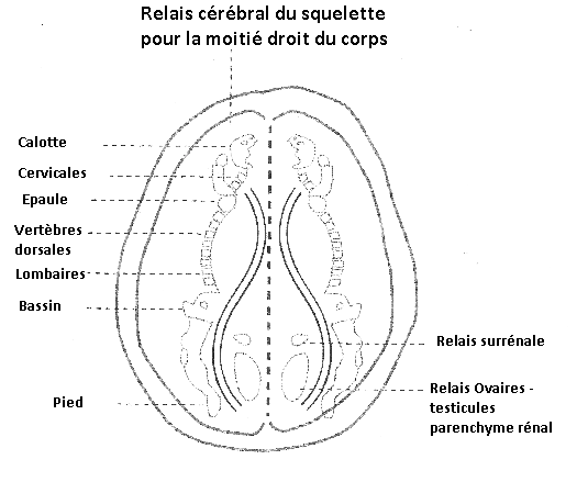 relais cérébral du squelette cerveau stratégique